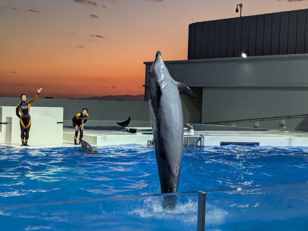 神戸須磨シーワールド ドルフィンパフォーマンス