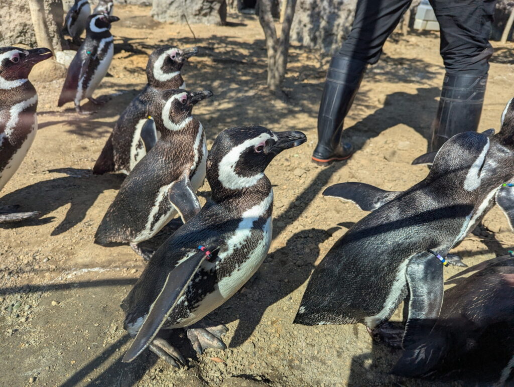 神戸須磨シーワールド ペンギンのフィーディングタイム