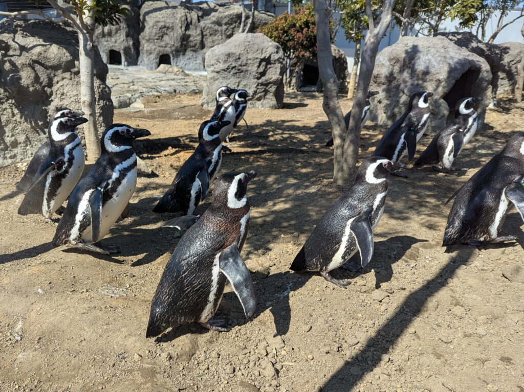 神戸須磨シーワールド ペンギンのフィーディングタイム