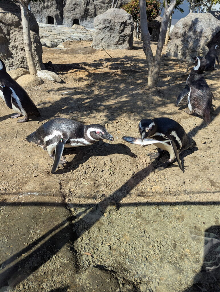 神戸須磨シーワールド ペンギンのフィーディングタイム