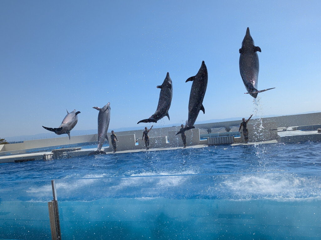 神戸須磨シーワールド ドルフィンパフォーマンス