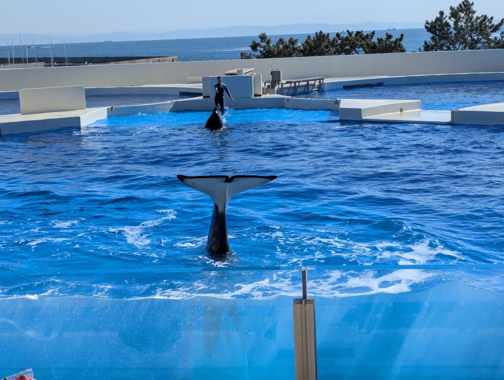 神戸須磨シーワールド オルカパフォーマンス