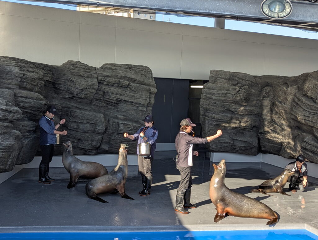神戸須磨シーワールド アシカのフィーディングタイム