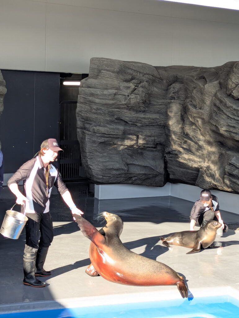 神戸須磨シーワールド アシカのフィーディングタイム