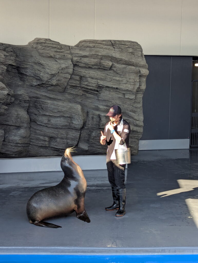 神戸須磨シーワールド アシカのフィーディングタイム