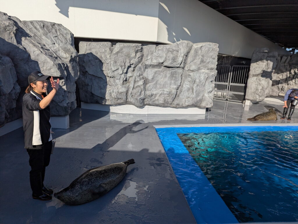 神戸須磨シーワールド アザラシのフィーディングタイム