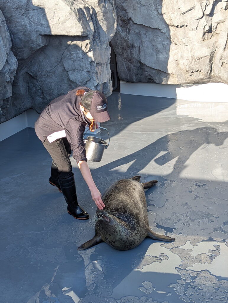 神戸須磨シーワールド アザラシのフィーディングタイム