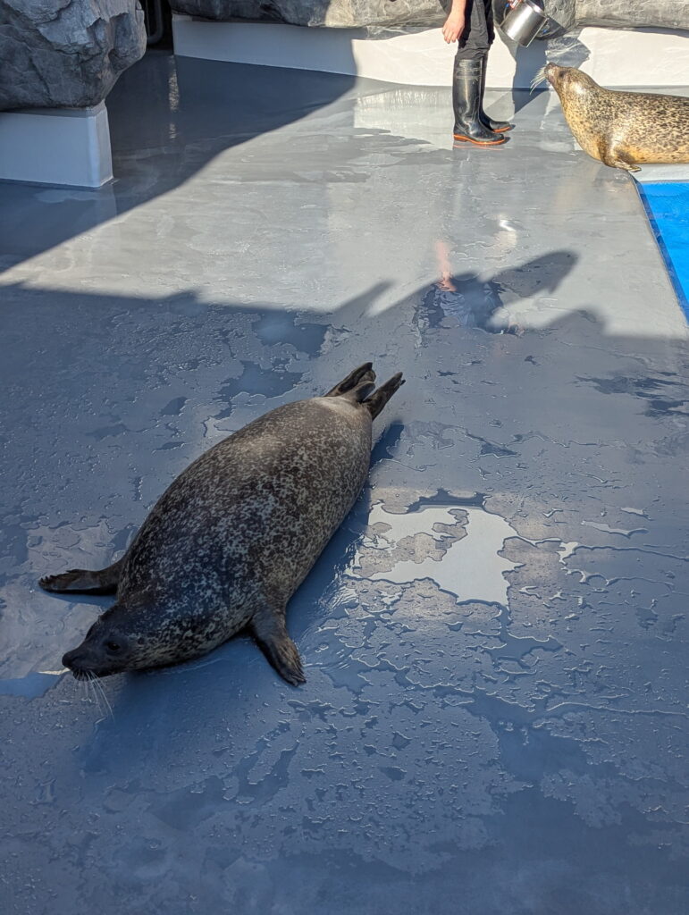 神戸須磨シーワールド アザラシのフィーディングタイム