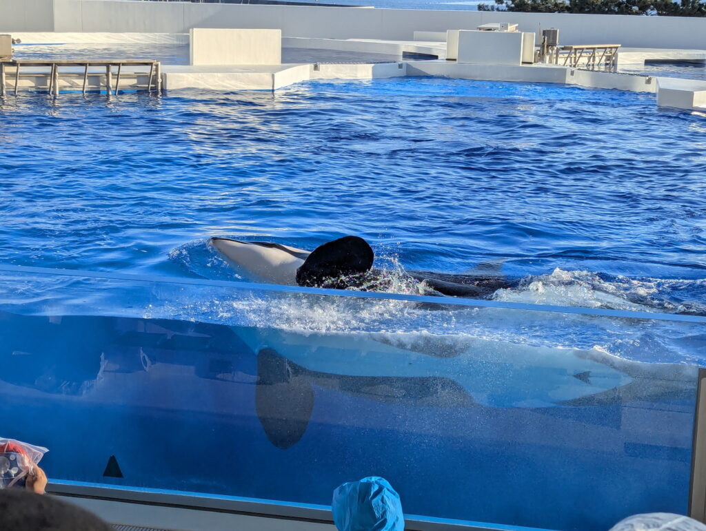 神戸須磨シーワールド オルカパフォーマンス