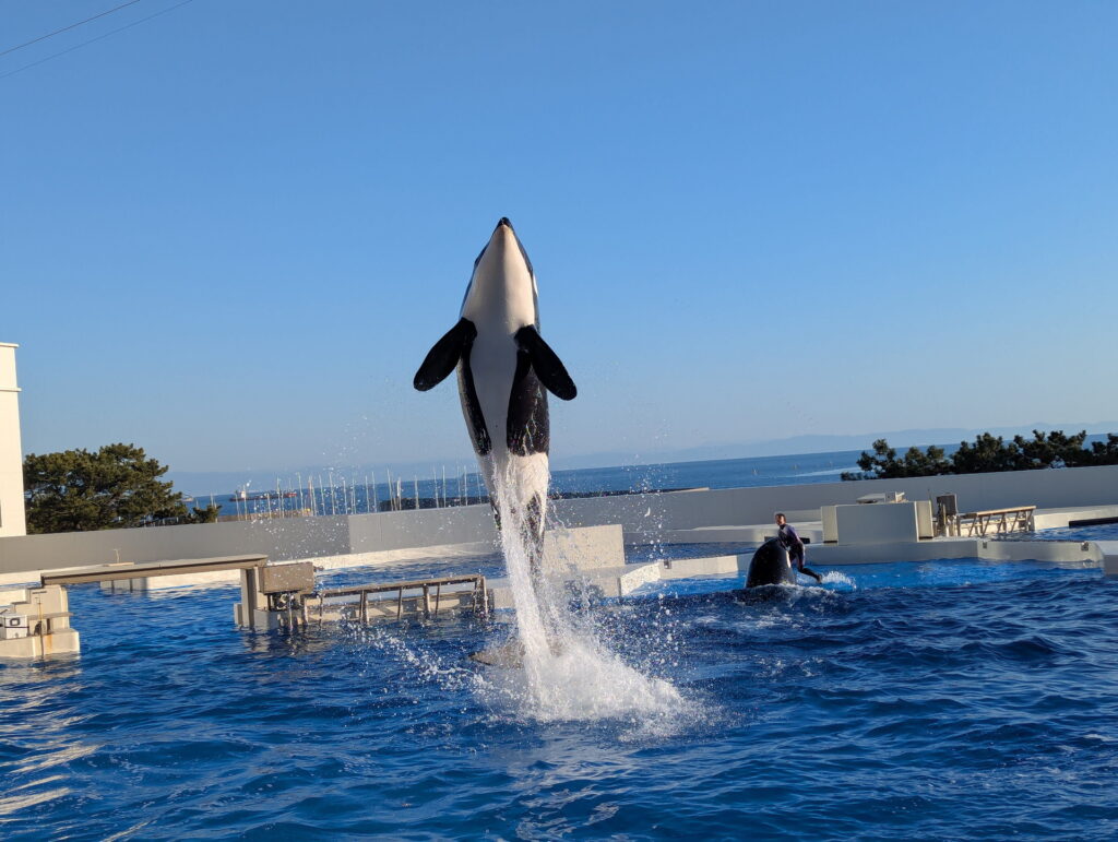 神戸須磨シーワールド オルカパフォーマンス