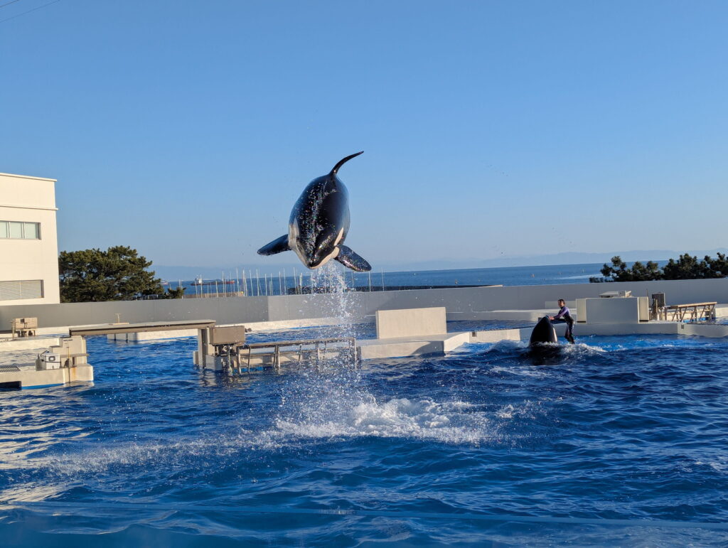 神戸須磨シーワールド オルカパフォーマンス
