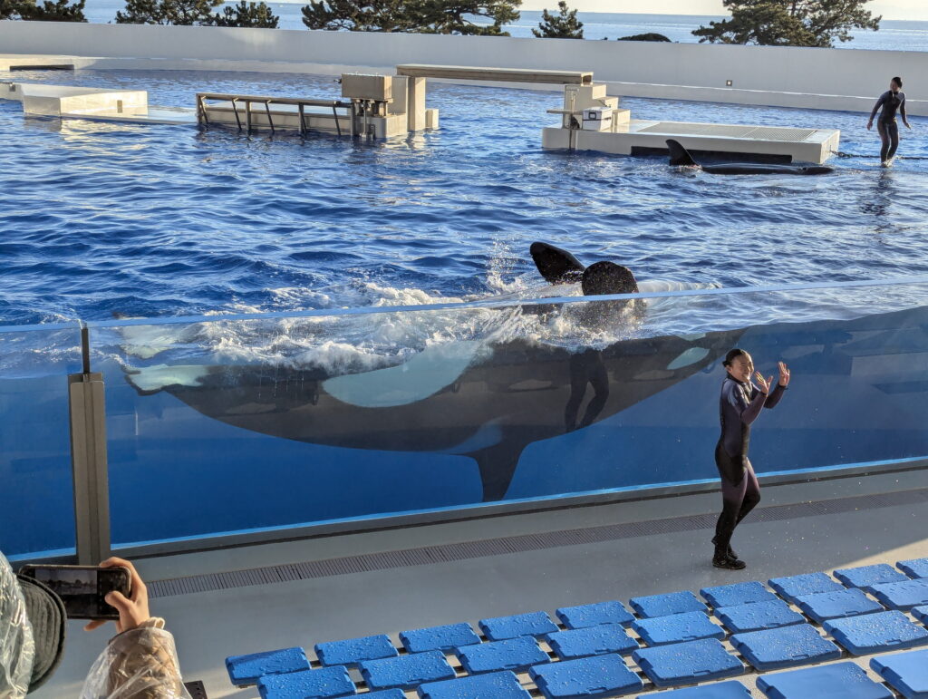 神戸須磨シーワールド オルカパフォーマンス