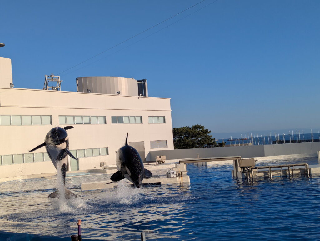 神戸須磨シーワールド オルカパフォーマンス