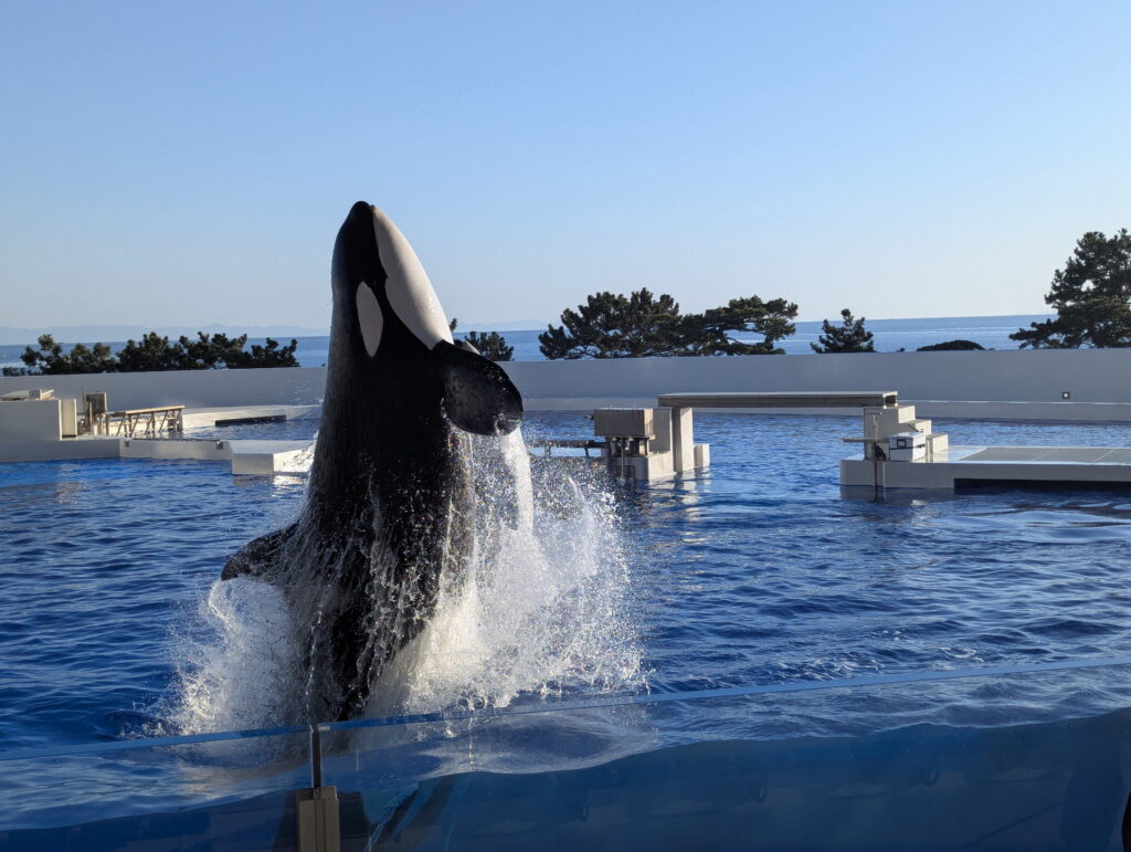 神戸須磨シーワールド オルカパフォーマンス