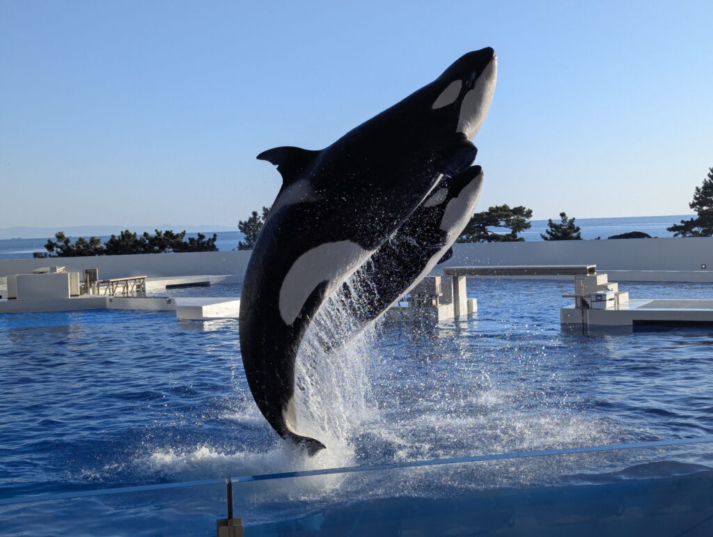 神戸須磨シーワールド オルカパフォーマンス