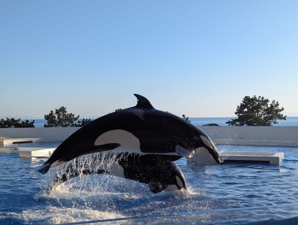 神戸須磨シーワールド オルカパフォーマンス