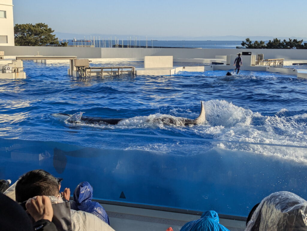 神戸須磨シーワールド オルカパフォーマンス