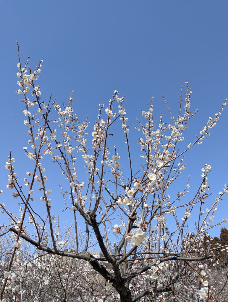 石ケ谷公園 梅林