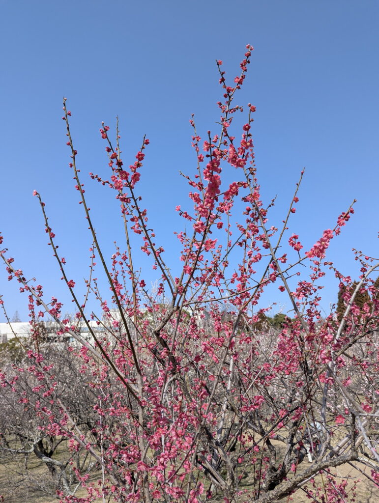 石ケ谷公園 梅林