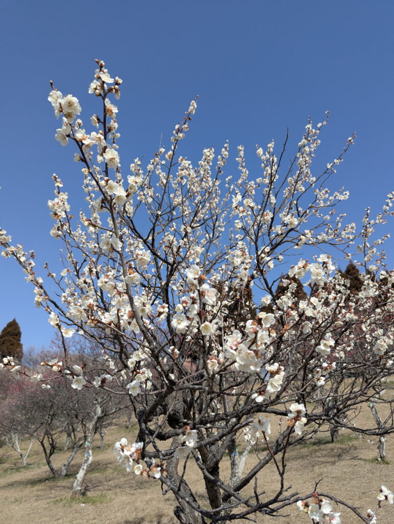 石ケ谷公園 梅林