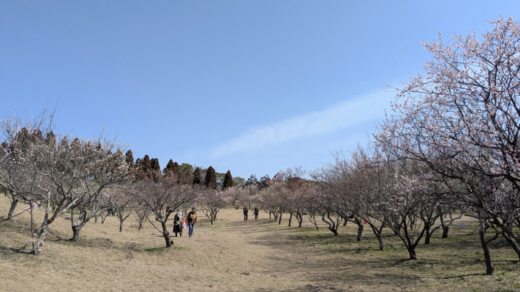 石ケ谷公園 梅林