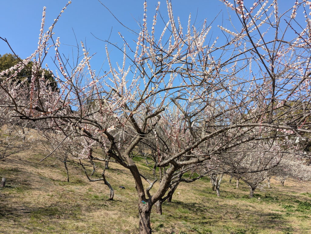 石ケ谷公園 梅林