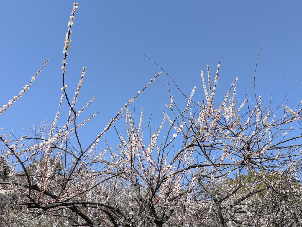石ケ谷公園 梅林