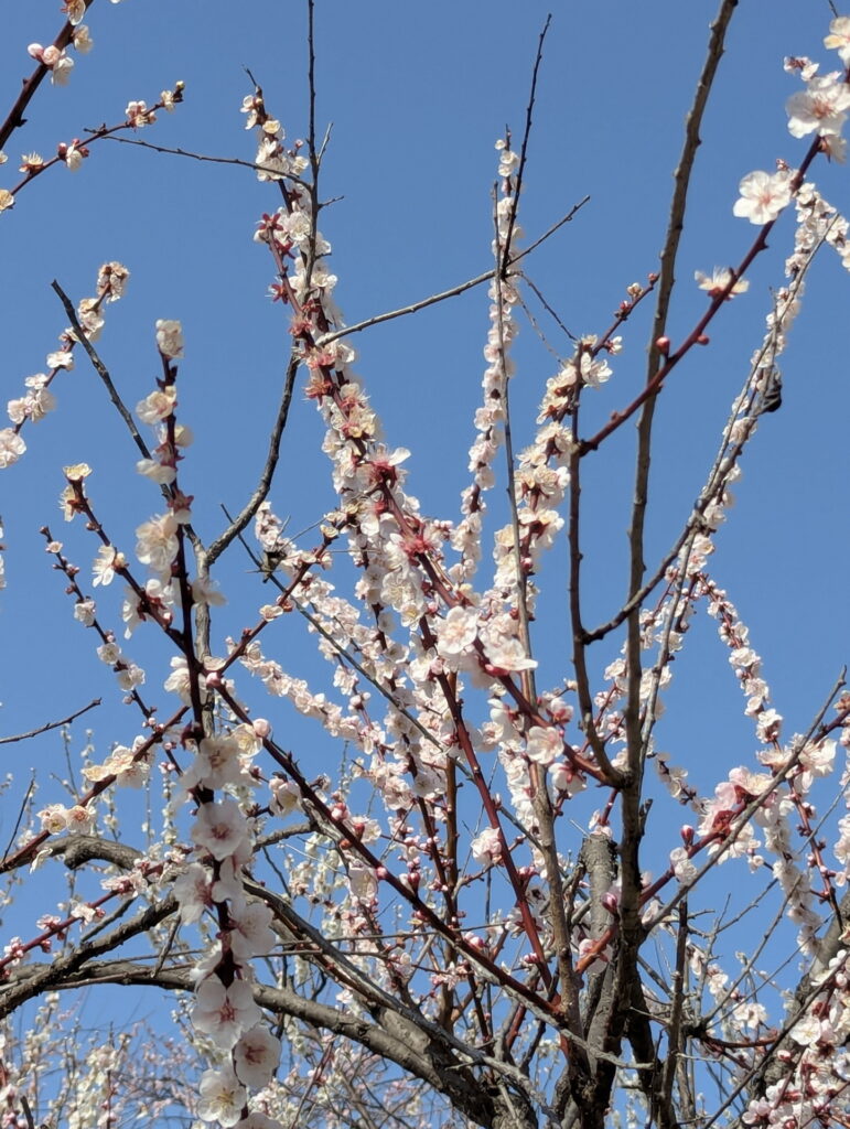 石ケ谷公園 梅林