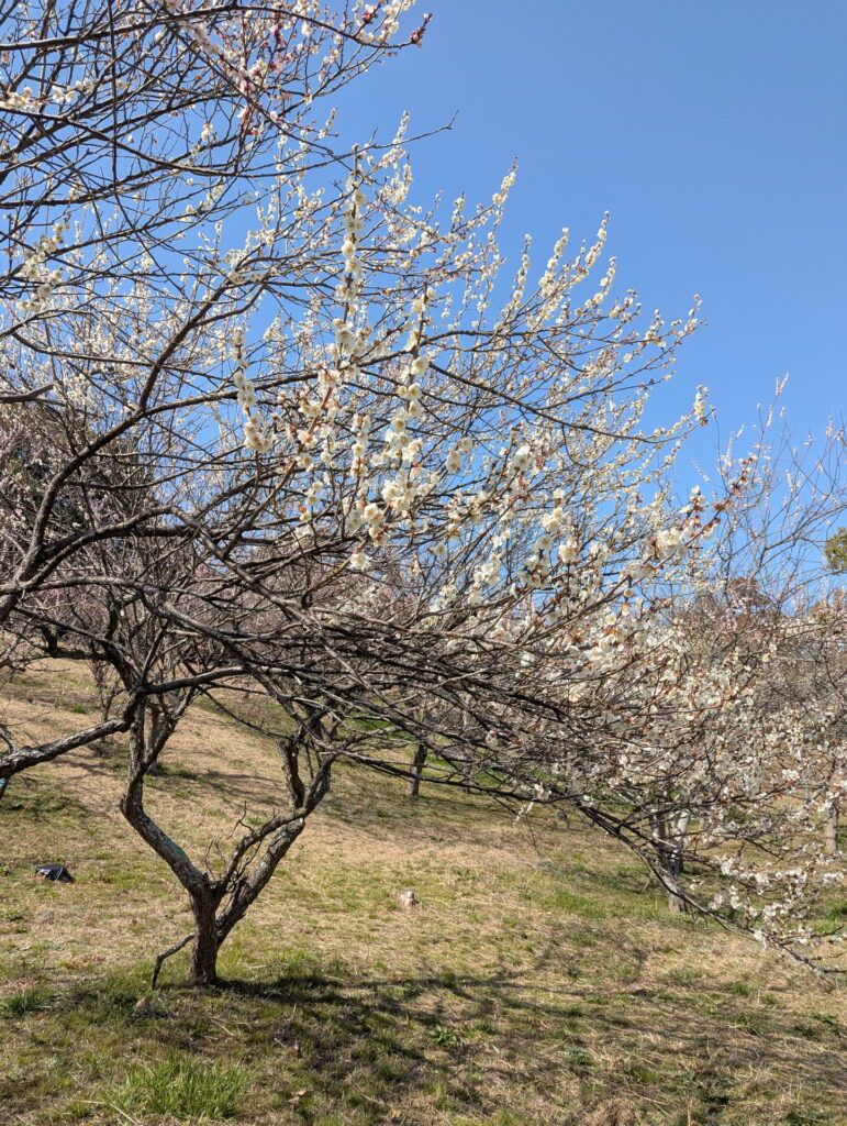 石ケ谷公園 梅林