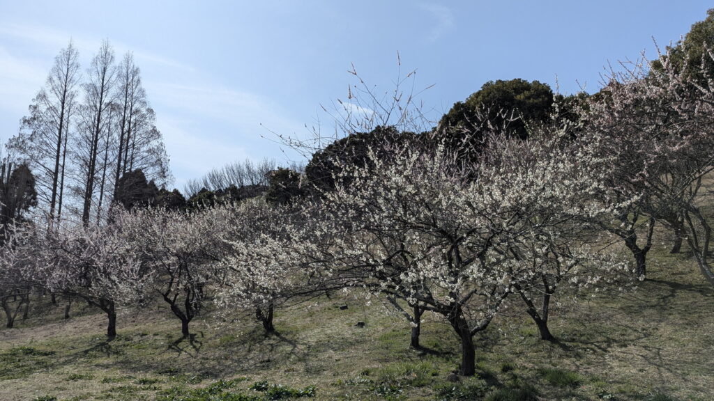 石ケ谷公園 梅林
