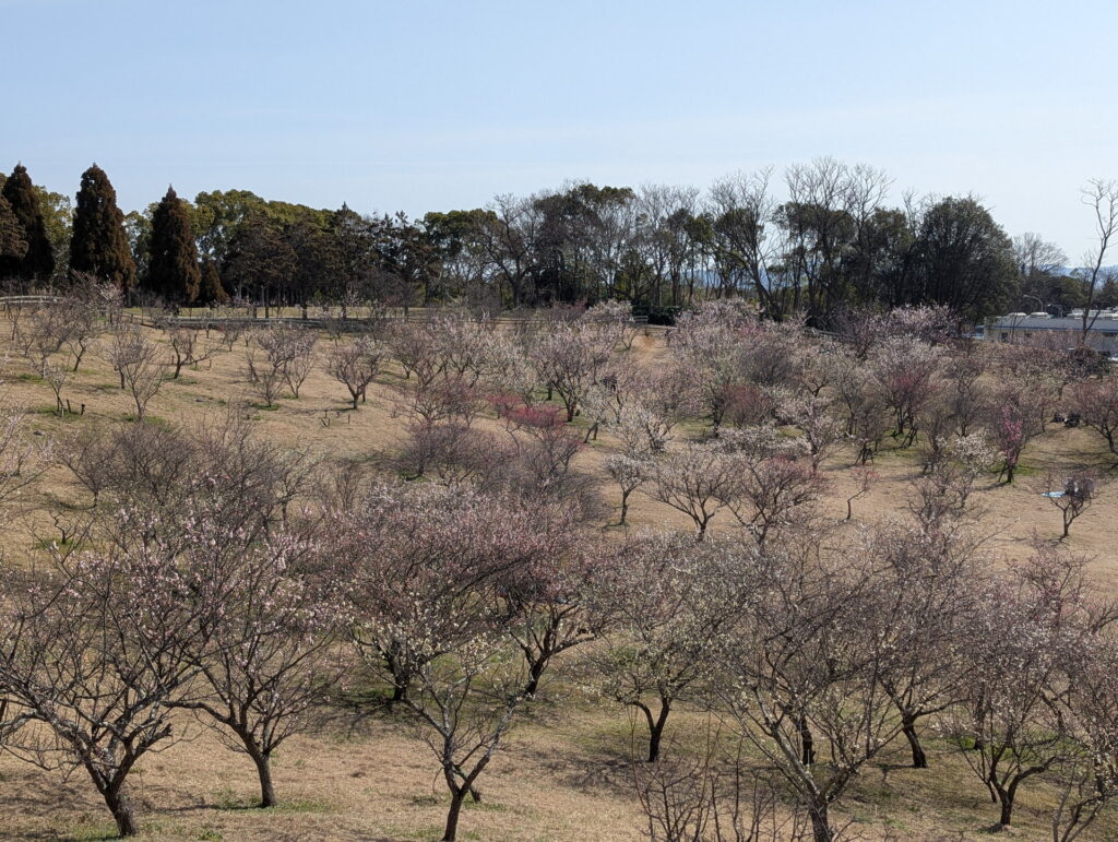石ケ谷公園 梅林