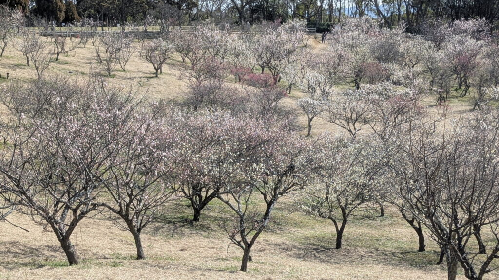 石ケ谷公園 梅林