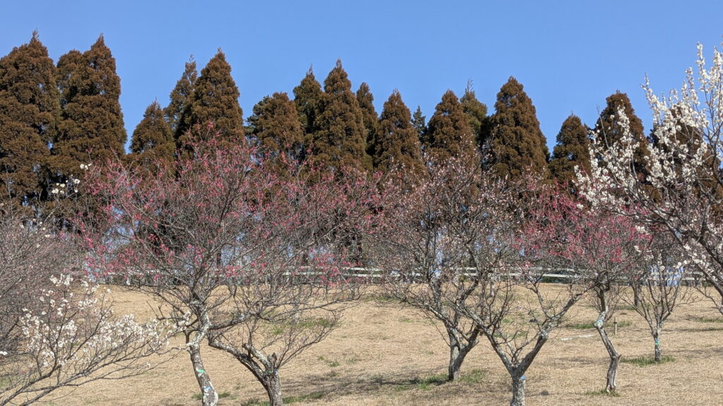 石ケ谷公園 梅林