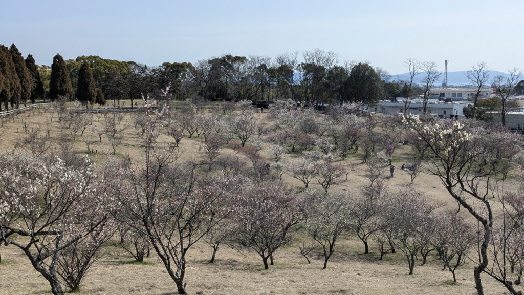 石ケ谷公園 梅林