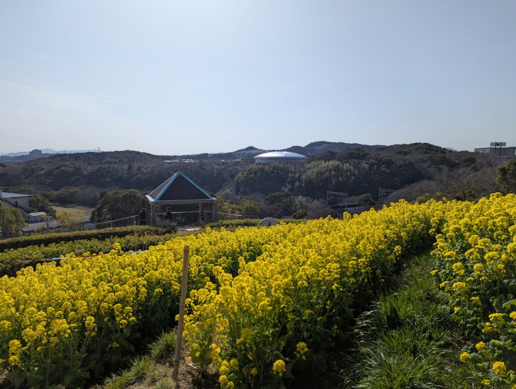 神戸総合運動公園 コスモスの丘
