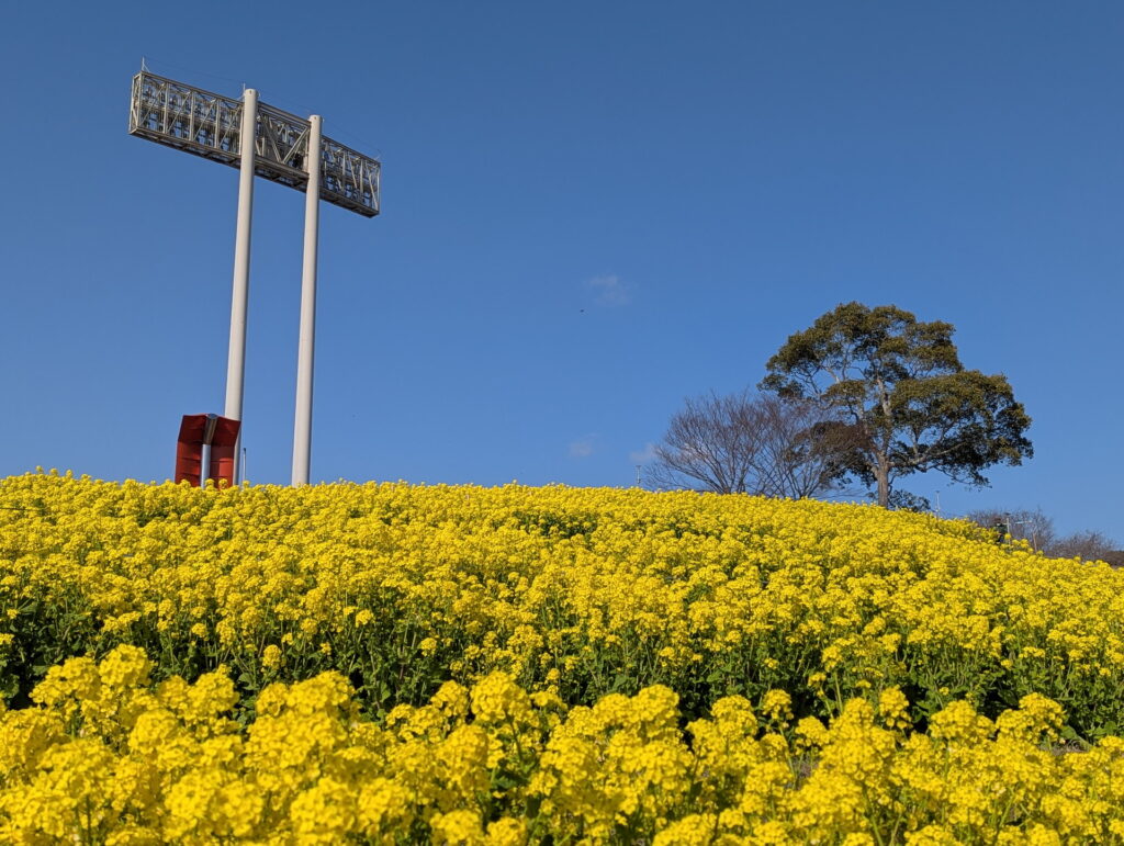 神戸総合運動公園 コスモスの丘 菜の花