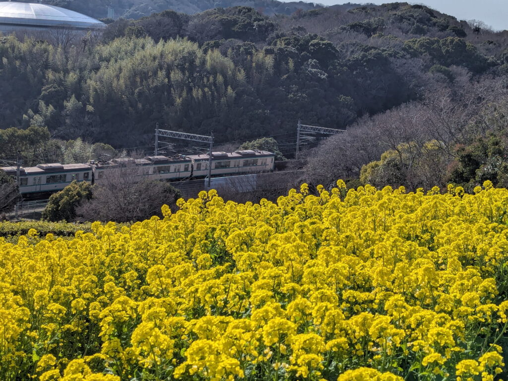 神戸総合運動公園 コスモスの丘 菜の花