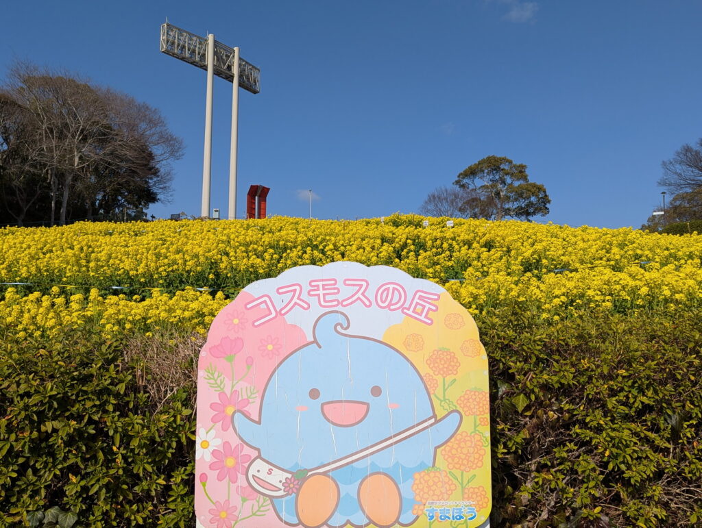 神戸総合運動公園 コスモスの丘 菜の花