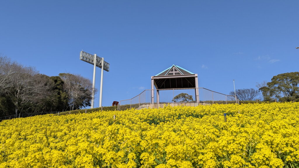 神戸総合運動公園 コスモスの丘 菜の花
