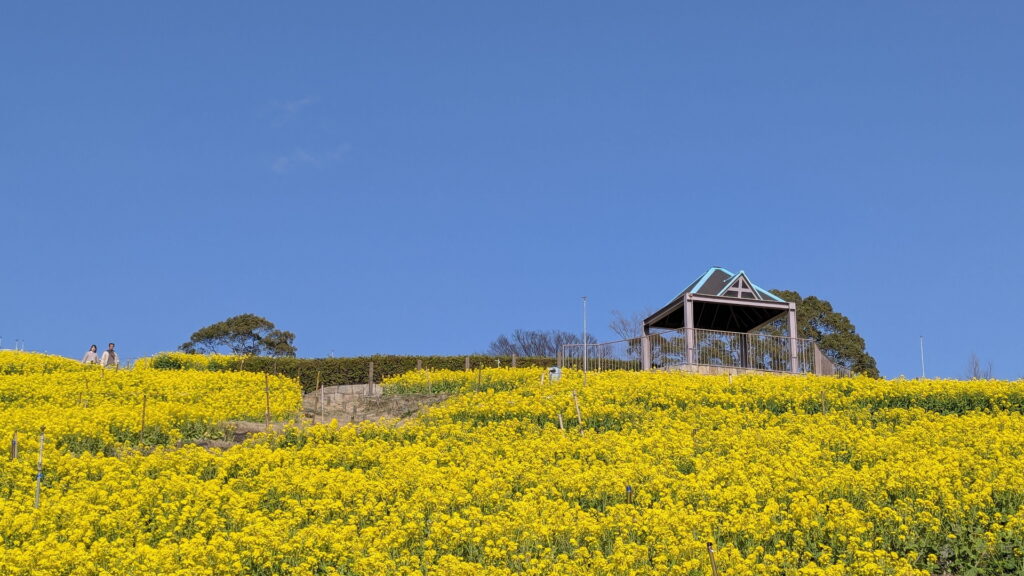 神戸総合運動公園 コスモスの丘 菜の花