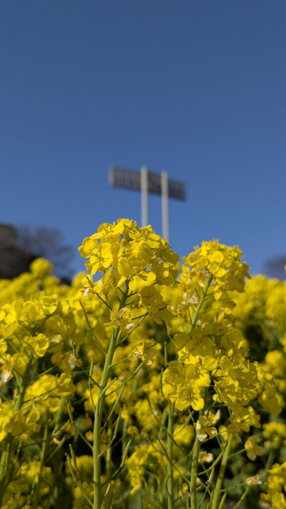 神戸総合運動公園 コスモスの丘 菜の花