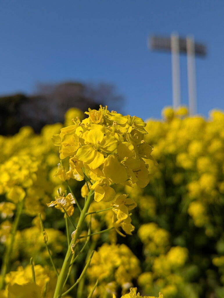 神戸総合運動公園 コスモスの丘 菜の花