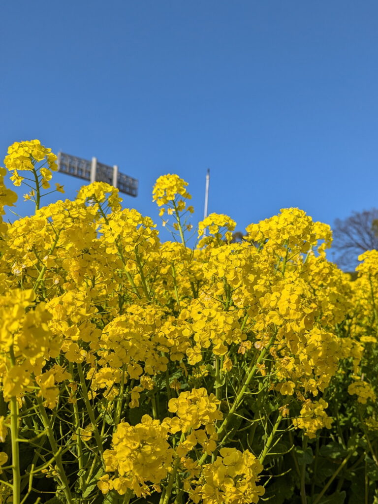 神戸総合運動公園 コスモスの丘