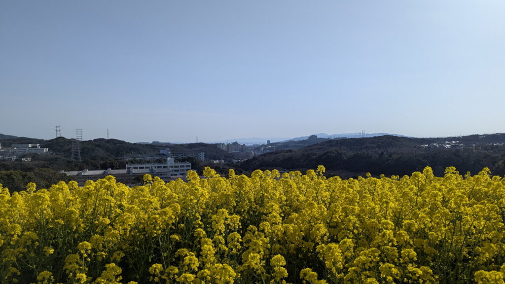 神戸総合運動公園 コスモスの丘 菜の花