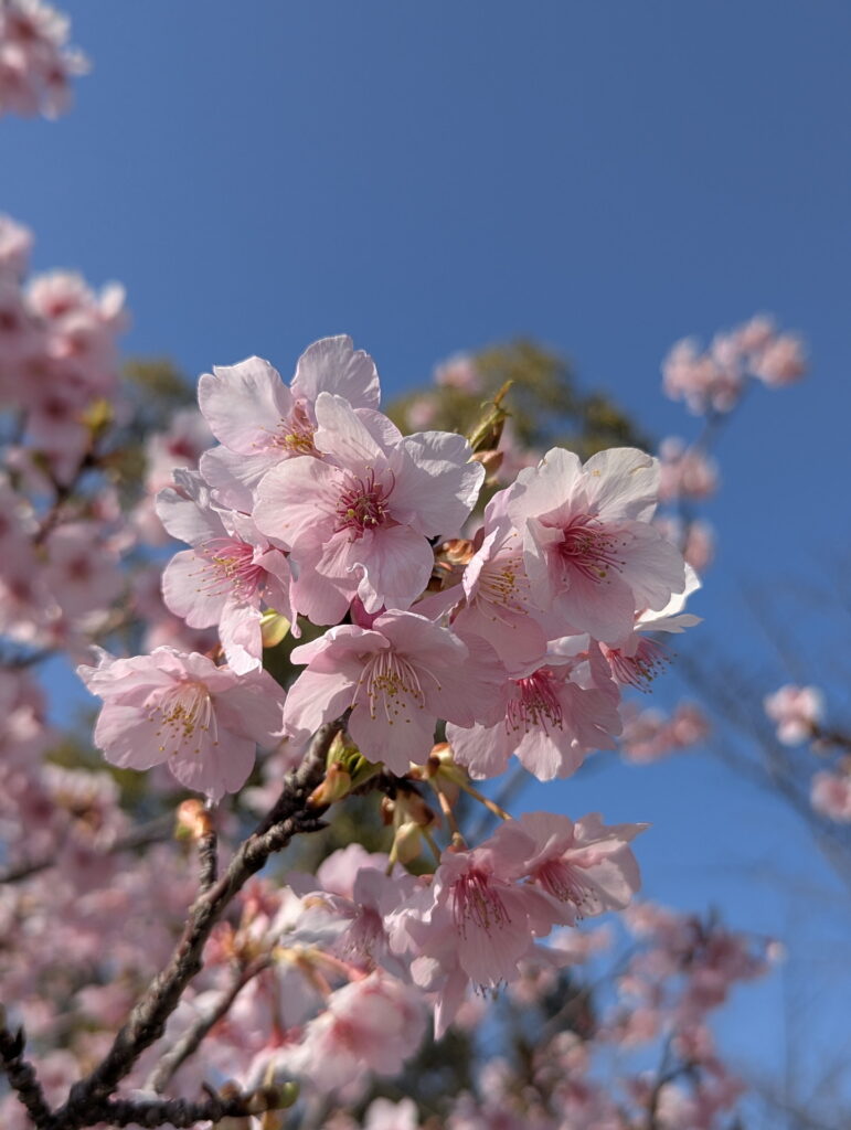 神戸総合運動公園 コスモスの丘 河津桜