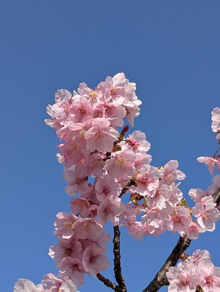 神戸総合運動公園 コスモスの丘 河津桜