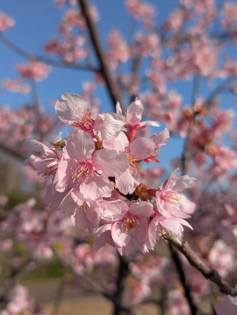 神戸総合運動公園 コスモスの丘 河津桜