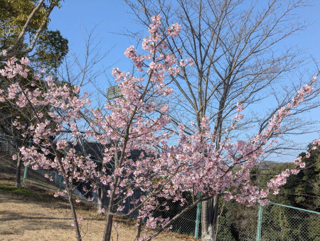 神戸総合運動公園 コスモスの丘 河津桜